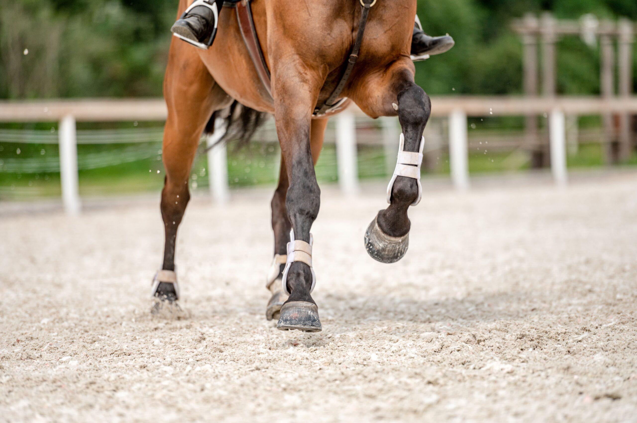 Close-up of horse legs in motion on training ground